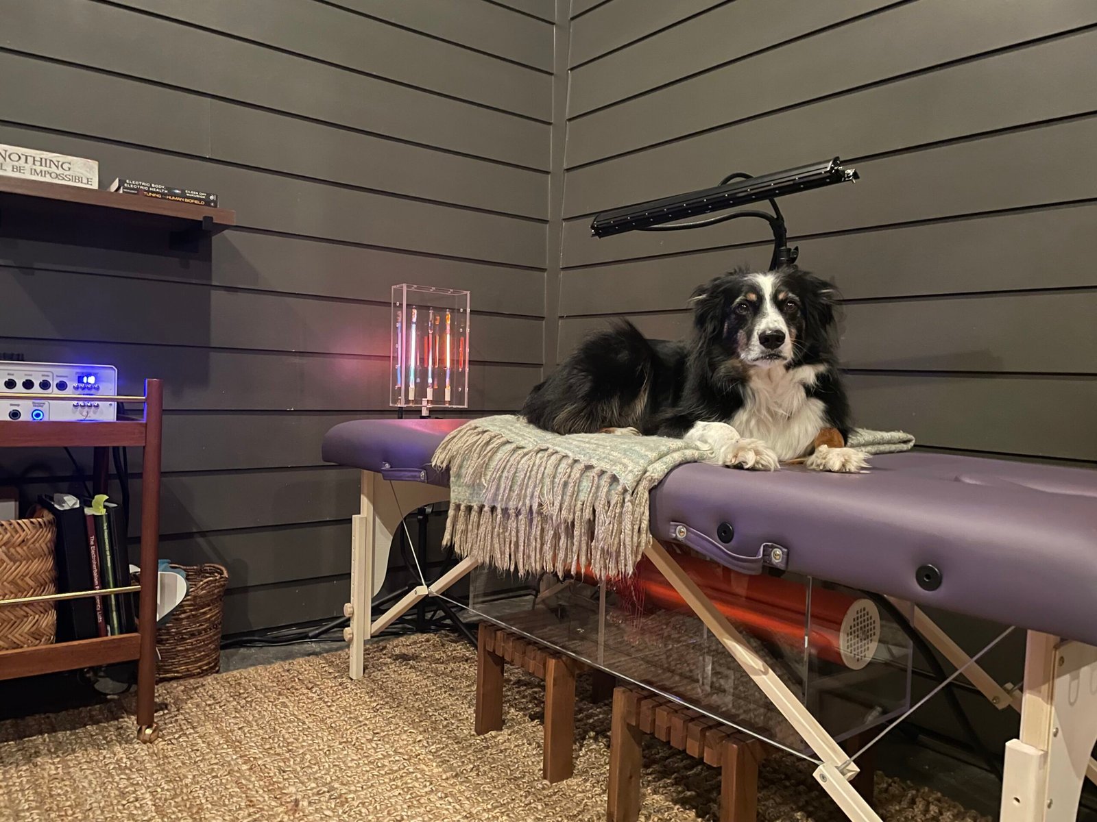 Pet receiving healing frequencies on Tesla wellness table — specialized animal frequency healing
